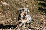 BERGER AUSTRALIEN PUPPIES 618